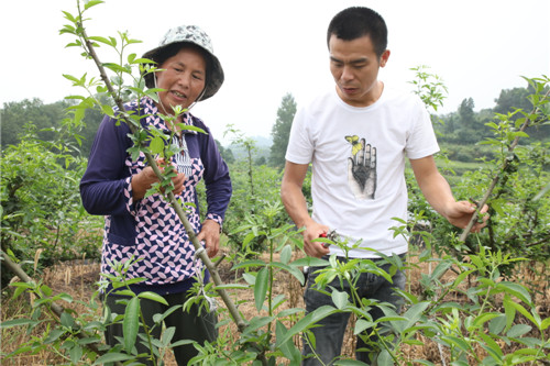 張平（右）正在藤椒基地內(nèi)指導(dǎo)務(wù)工村民進(jìn)行修枝。.jpg