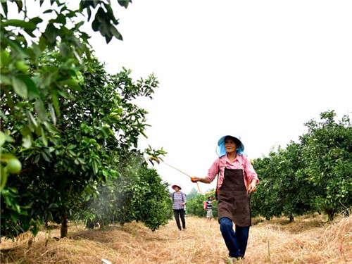 圖為村民在技術(shù)人員的指導(dǎo)下管理果園.jpg